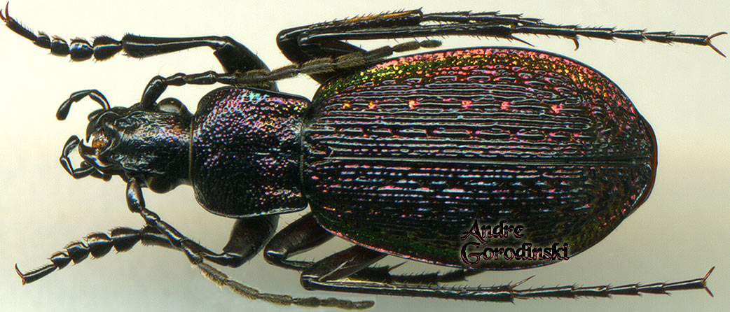 http://www.gorodinski.ru/carabus/Aulonocarabus gaschkewitschi.jpg